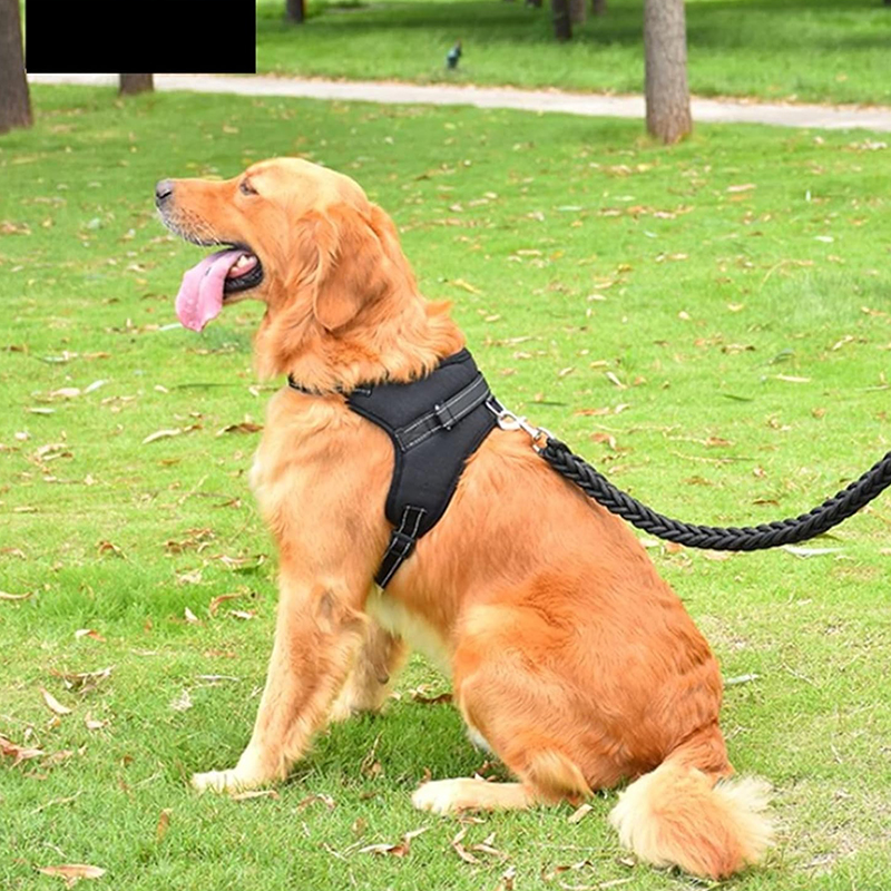 Dây đai dắt chó đi dạo có đệm ngực chống giật