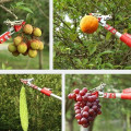 Dụng cụ cắt tỉa cành và hái hoa quả trên cao đa năng, Kéo 3m - 2 khúc