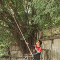 Kéo cắt cành giật dây trên cao dài 5 mét