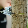Dụng cụ khoanh vỏ chiết cành cây chuyên dụng