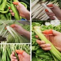 Găng ngón tay bấm, nhặt rau củ tiện lợi
