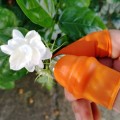 Găng ngón tay bấm, nhặt rau củ tiện lợi