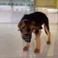 Rọ mõm cho chó chất liệu an toàn