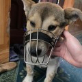 Rọ mõm cho chó chất liệu an toàn