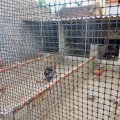 Lưới nhựa dẻo rào vườn, quây chuồng trại đa năng chịu nắng mưa siêu bền, Cuộn cao 1m dài 25m